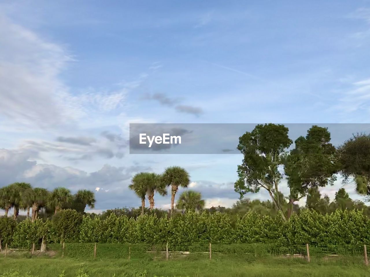 Trees on field against sky