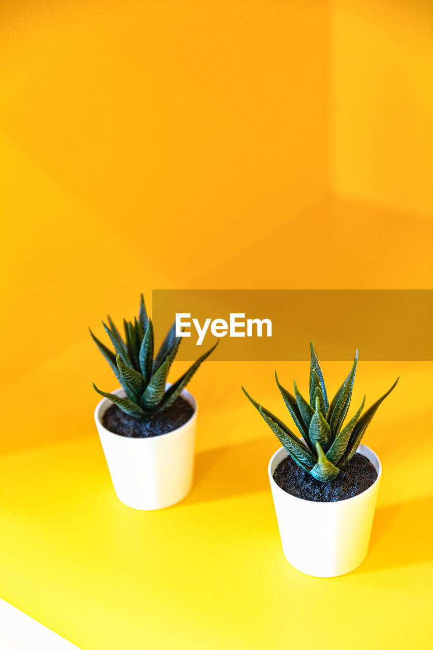 flowerpot, plant, houseplant, nature, potted plant, yellow, no people, growth, aloe, succulent plant, flower, herb, leaf, plant part, cactus, green, medicine, food, indoors, agave, beauty in nature, herbal medicine, yellow background, food and drink, healthcare and medicine, copy space