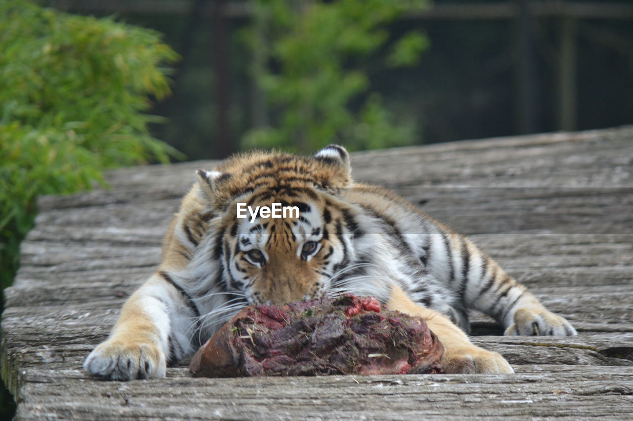 CLOSE-UP OF TIGER RELAXING