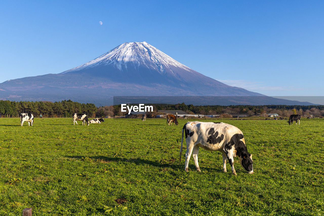 Scenic view of field against mount fuji 