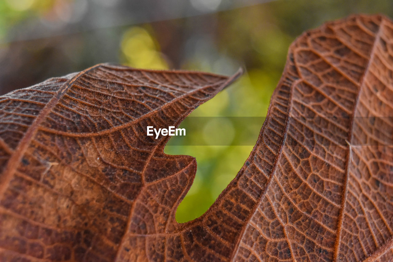 Close-up of dried leaf