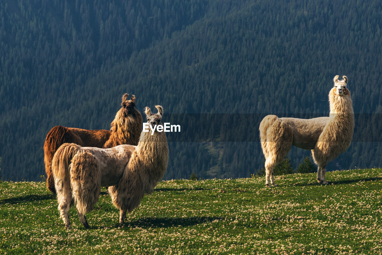 Llamas in the meadow in mountains