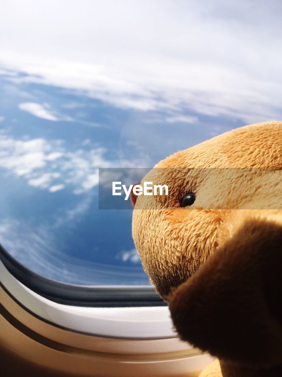 CLOSE-UP OF HORSE IN CAR AGAINST SKY