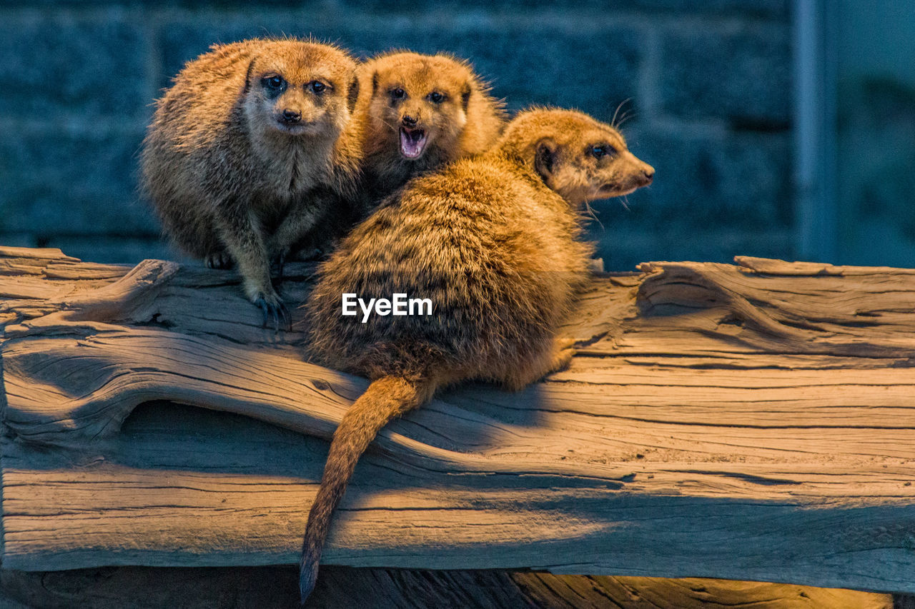 Meerkat sitting on tree trunk