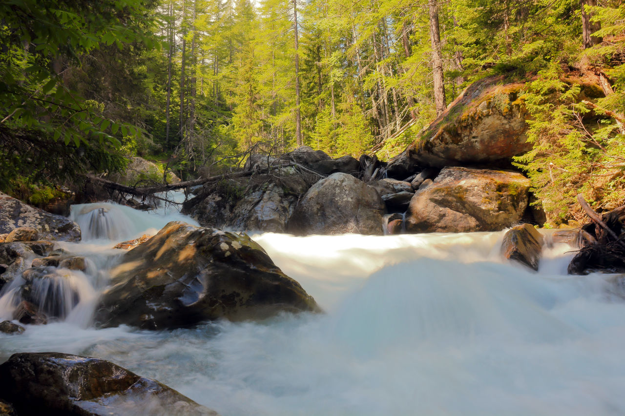 SCENIC VIEW OF RIVER FLOWING THROUGH ROCKS IN FOREST