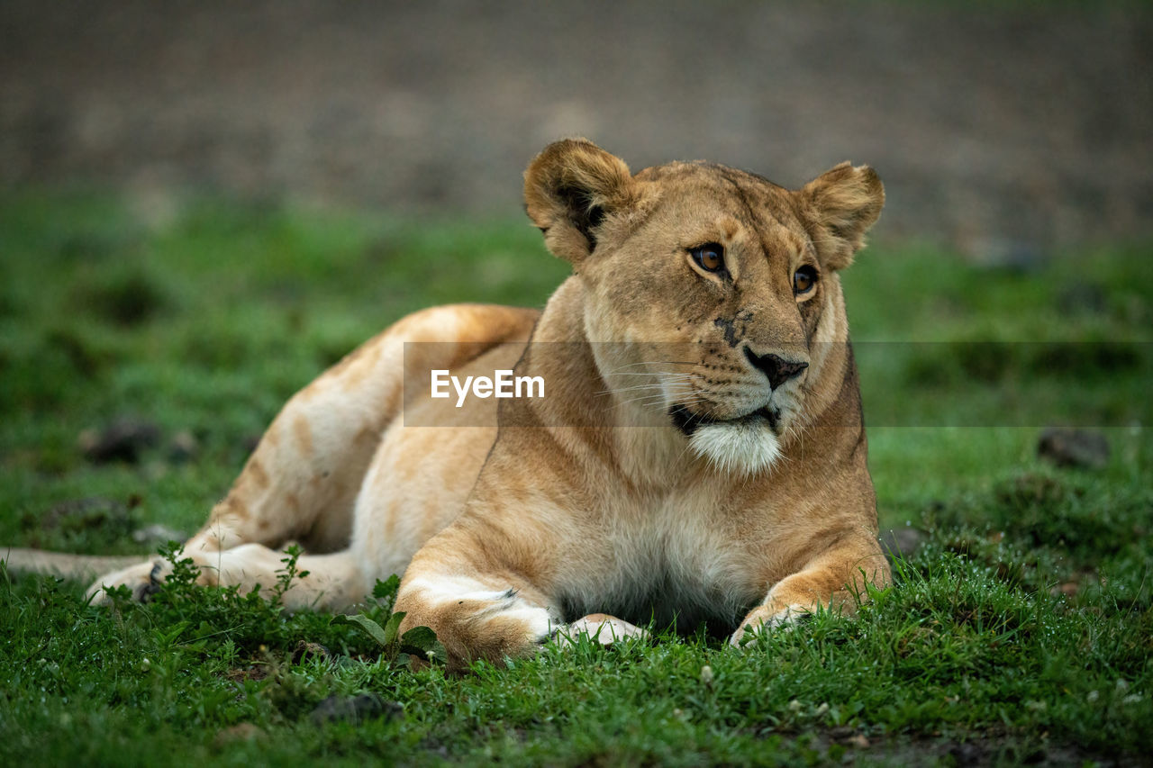 Close-up of lioness lying down tilting head