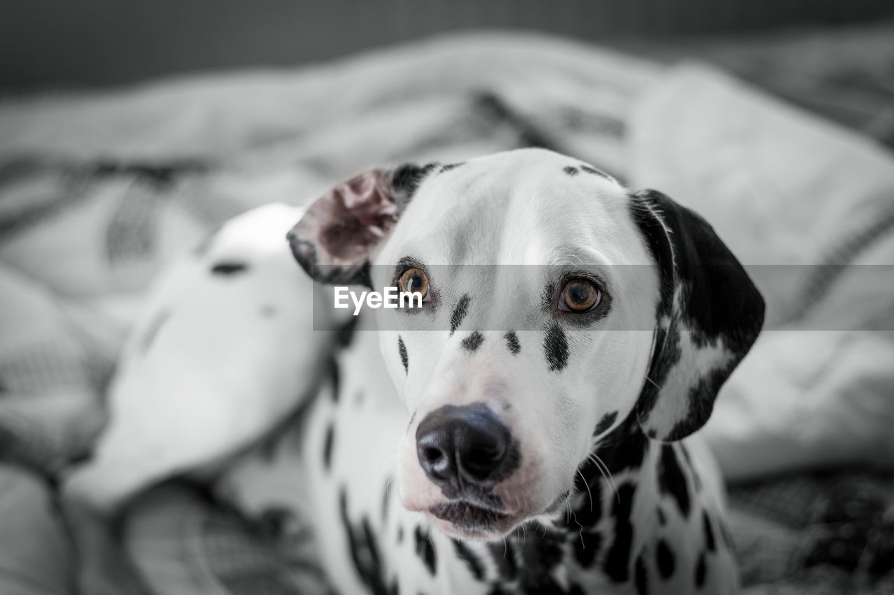 Dalmatian dog looking away indoors