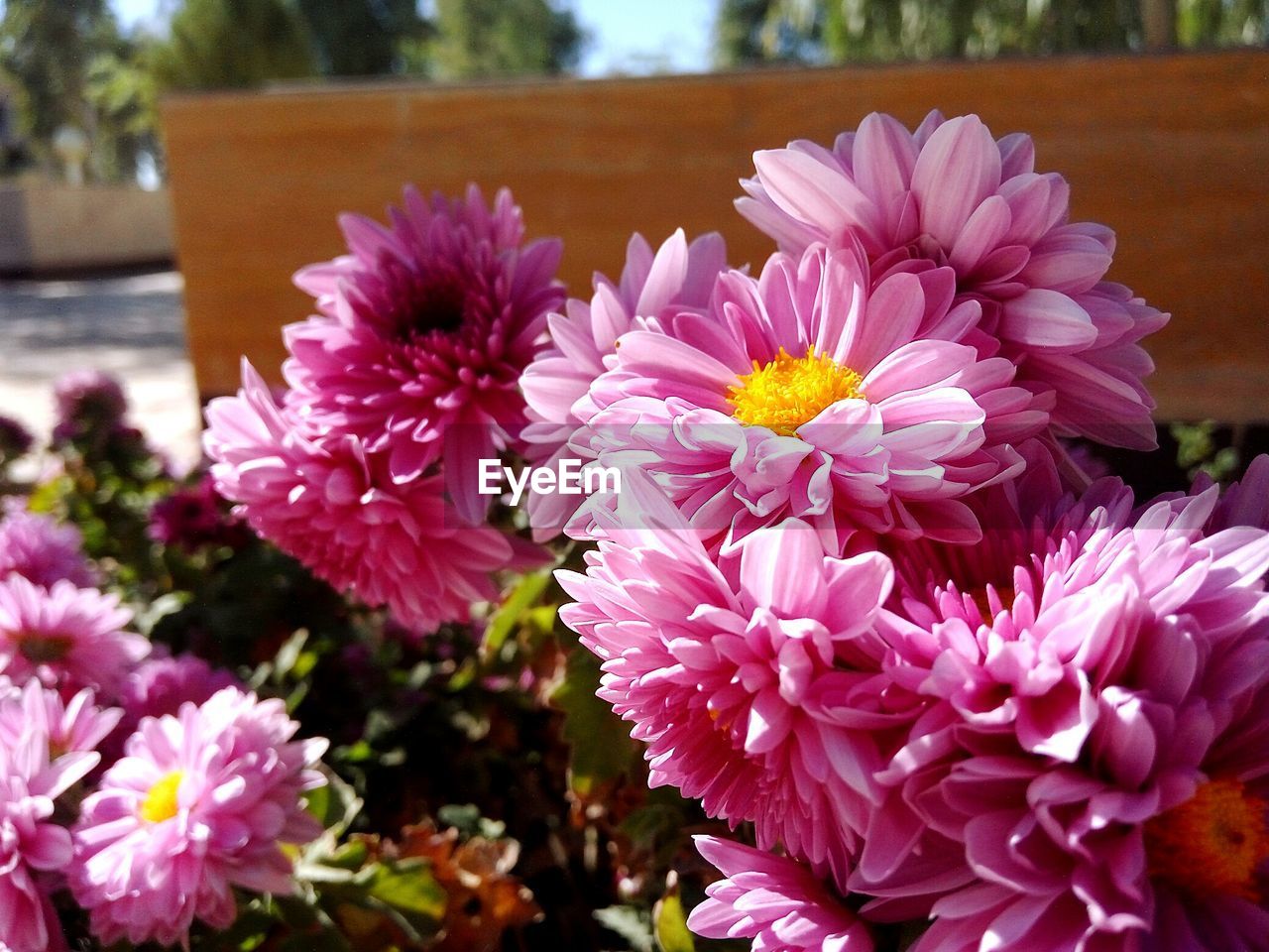 CLOSE-UP OF PINK FLOWERS AND LEAVES