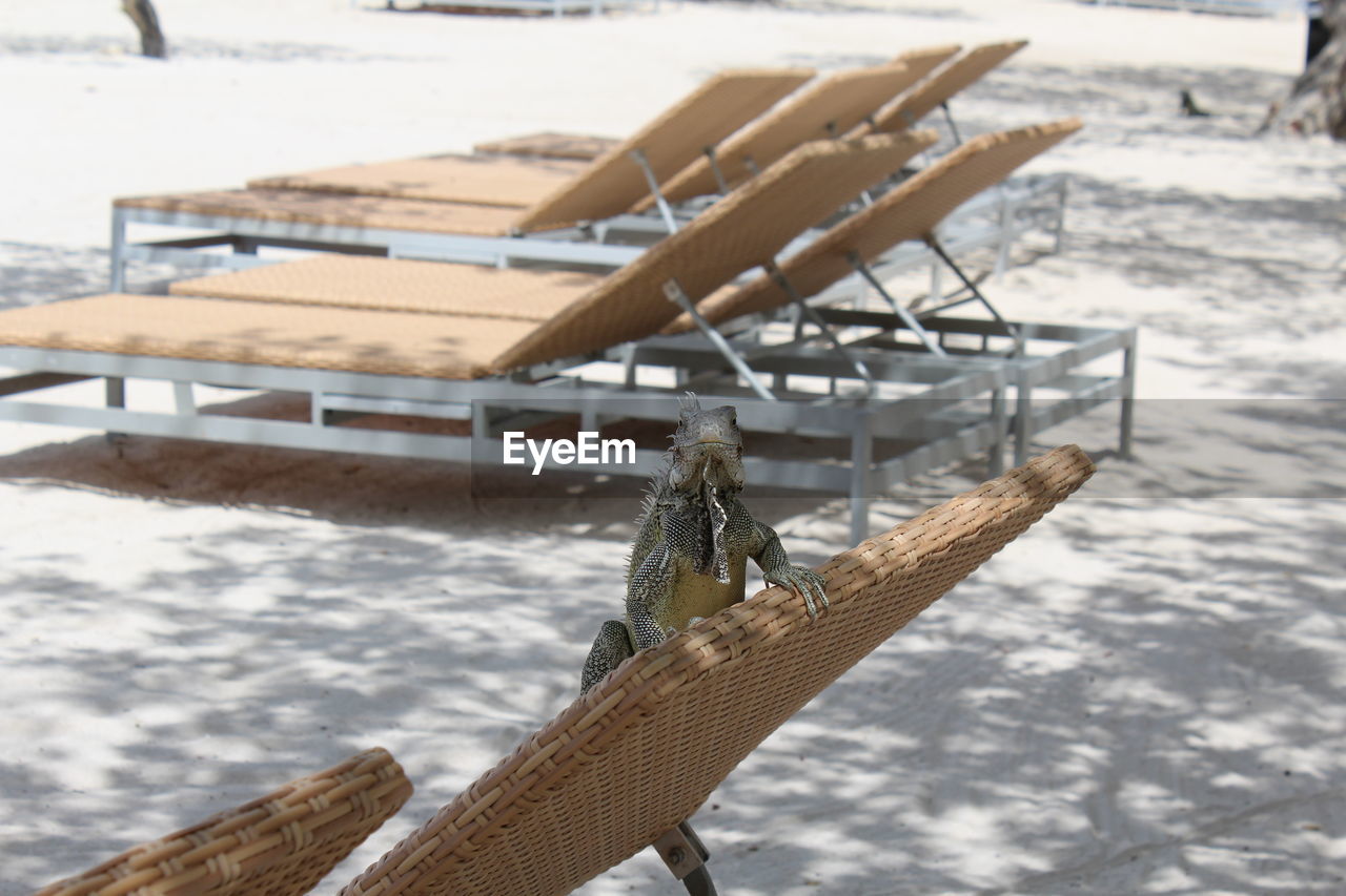 Iguana on lounge chair at beach