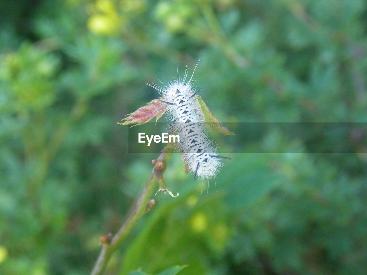 CLOSE-UP OF BUTTERFLY ON TREE TRUNK