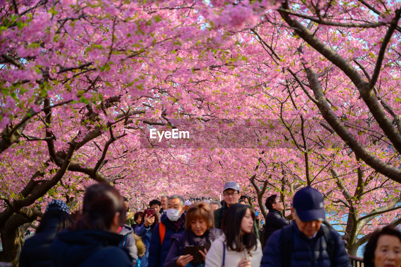 GROUP OF PEOPLE ON PINK CHERRY BLOSSOM