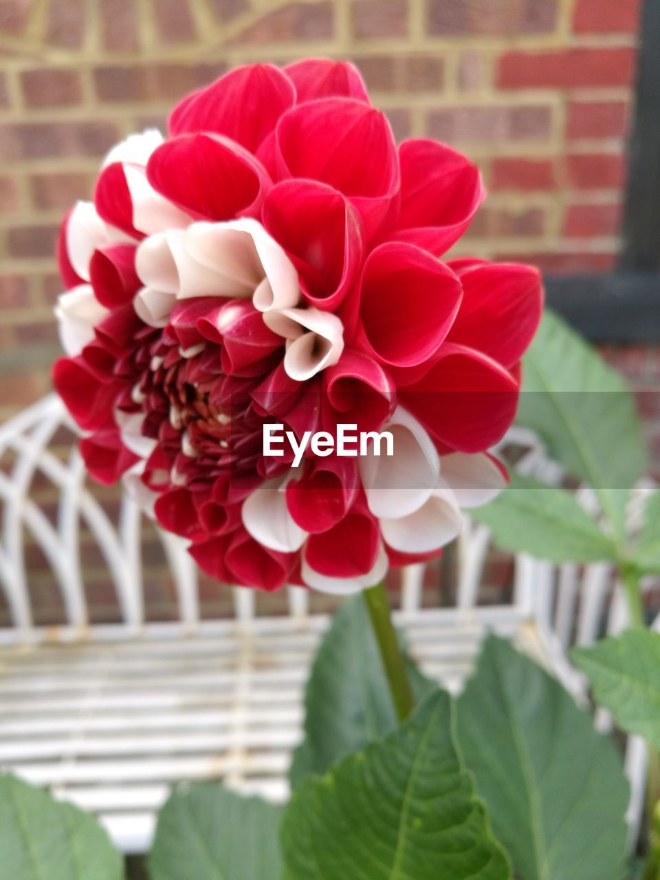 CLOSE-UP OF RED ROSES