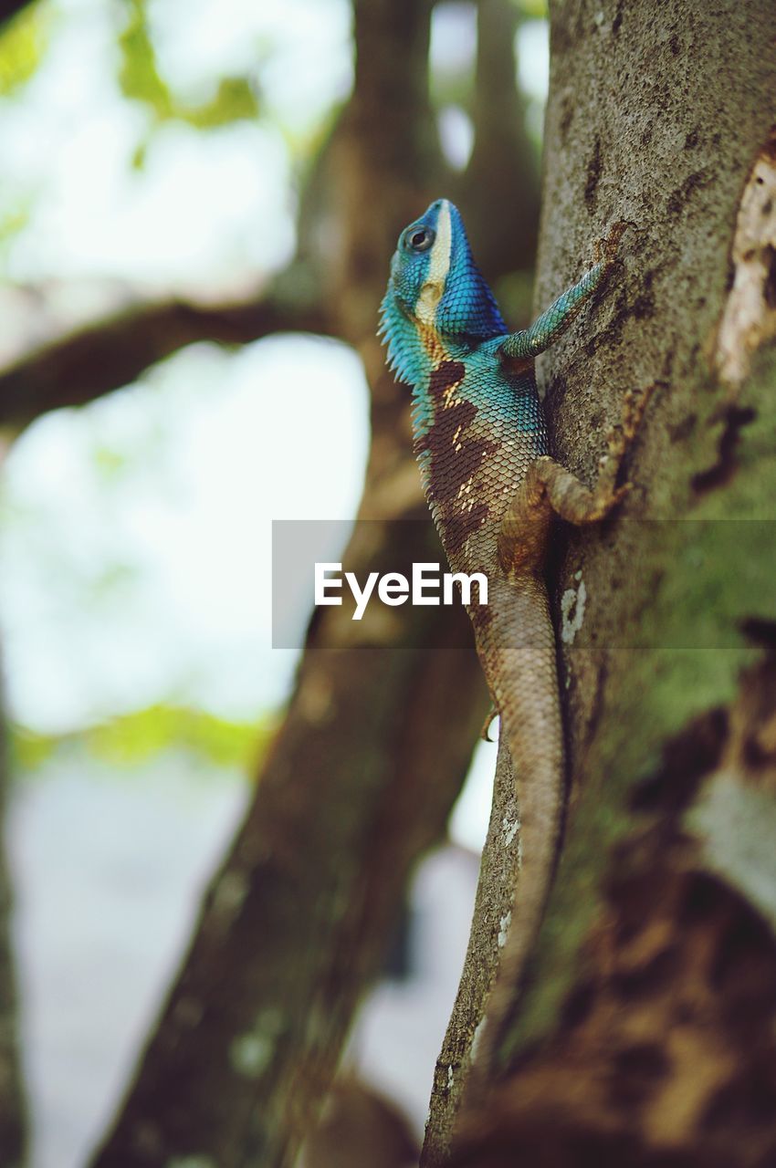 CLOSE-UP OF OWL PERCHING ON TREE