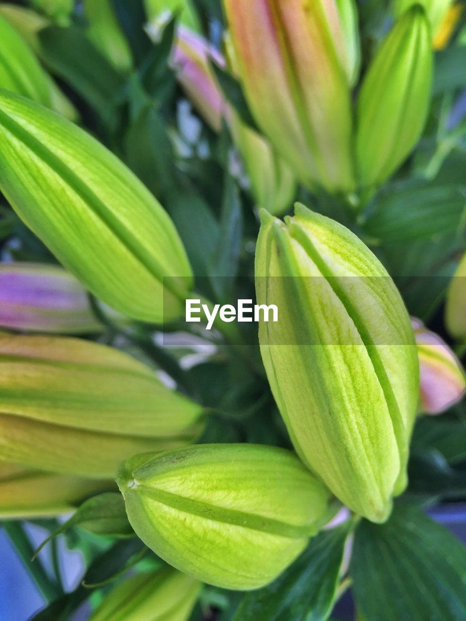 Close-up of flowers