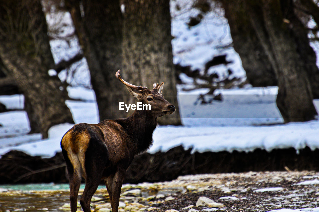 Deer standing on snow covered field