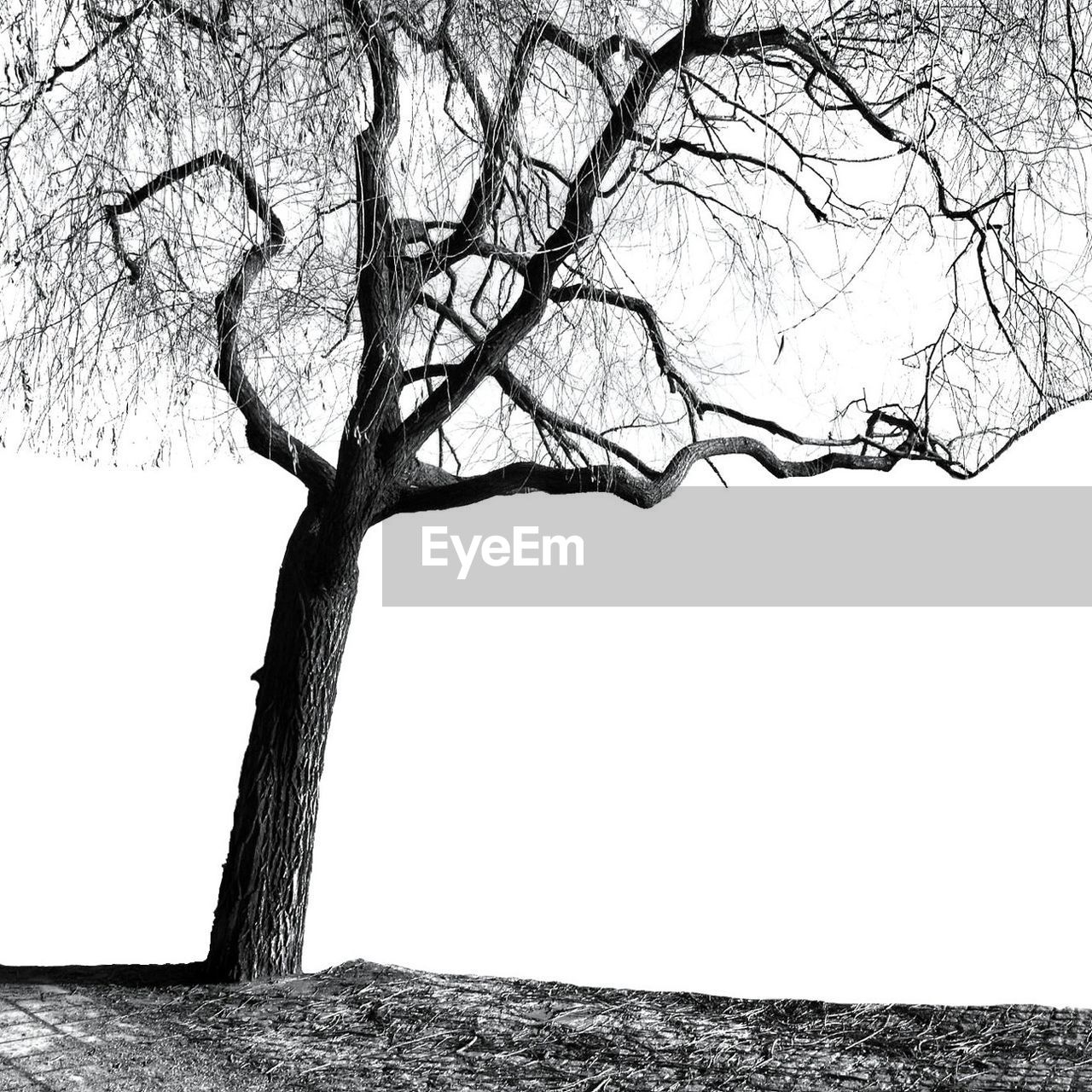 LOW ANGLE VIEW OF BARE TREES AGAINST THE SKY