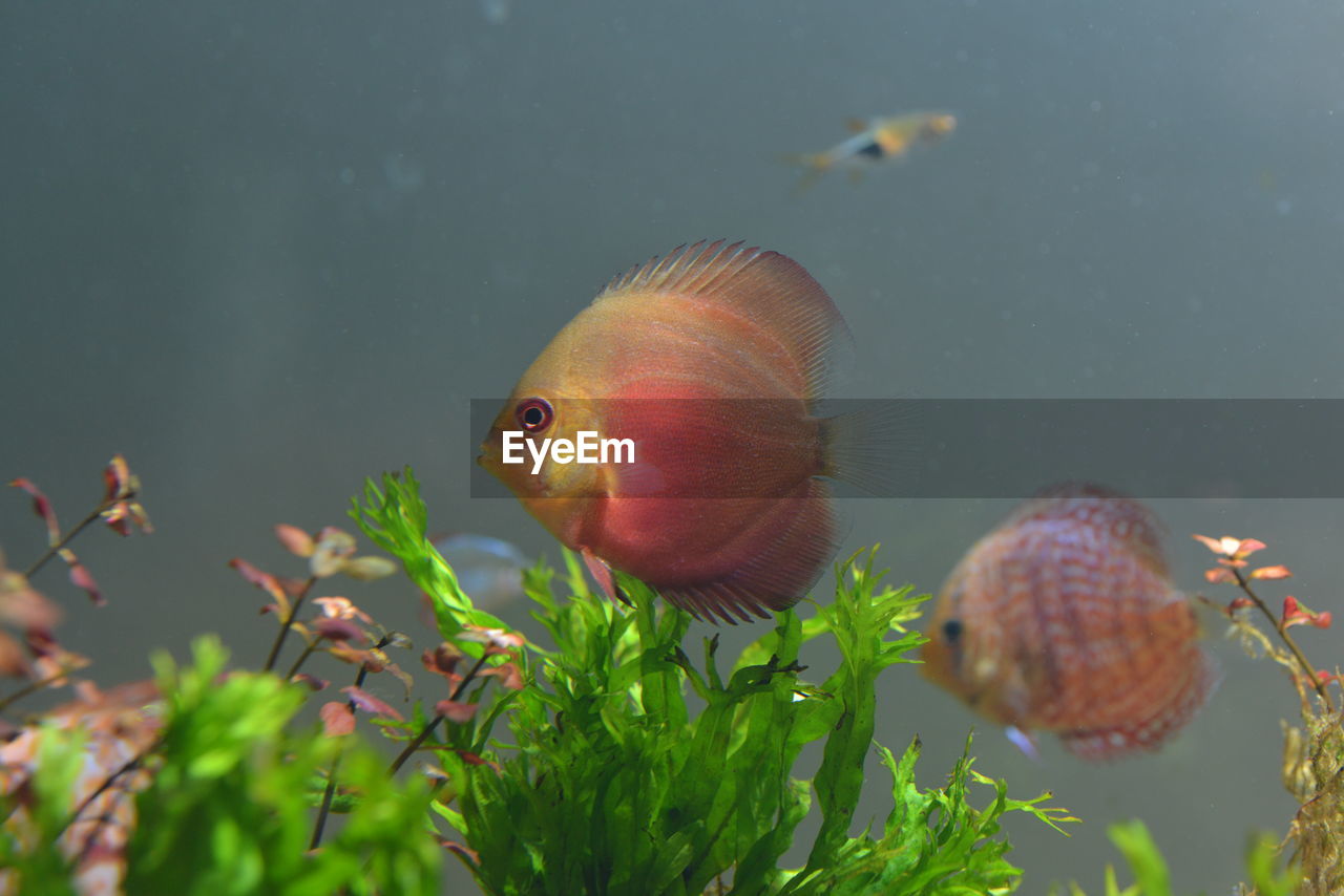 Beautiful discus fish raised in an aquarium with flashy colors, cute, suitable for people 