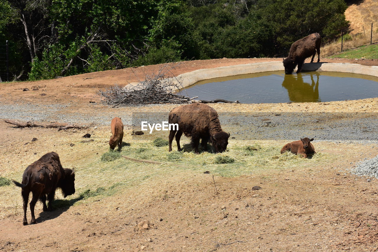 CAMELS IN THE FIELD