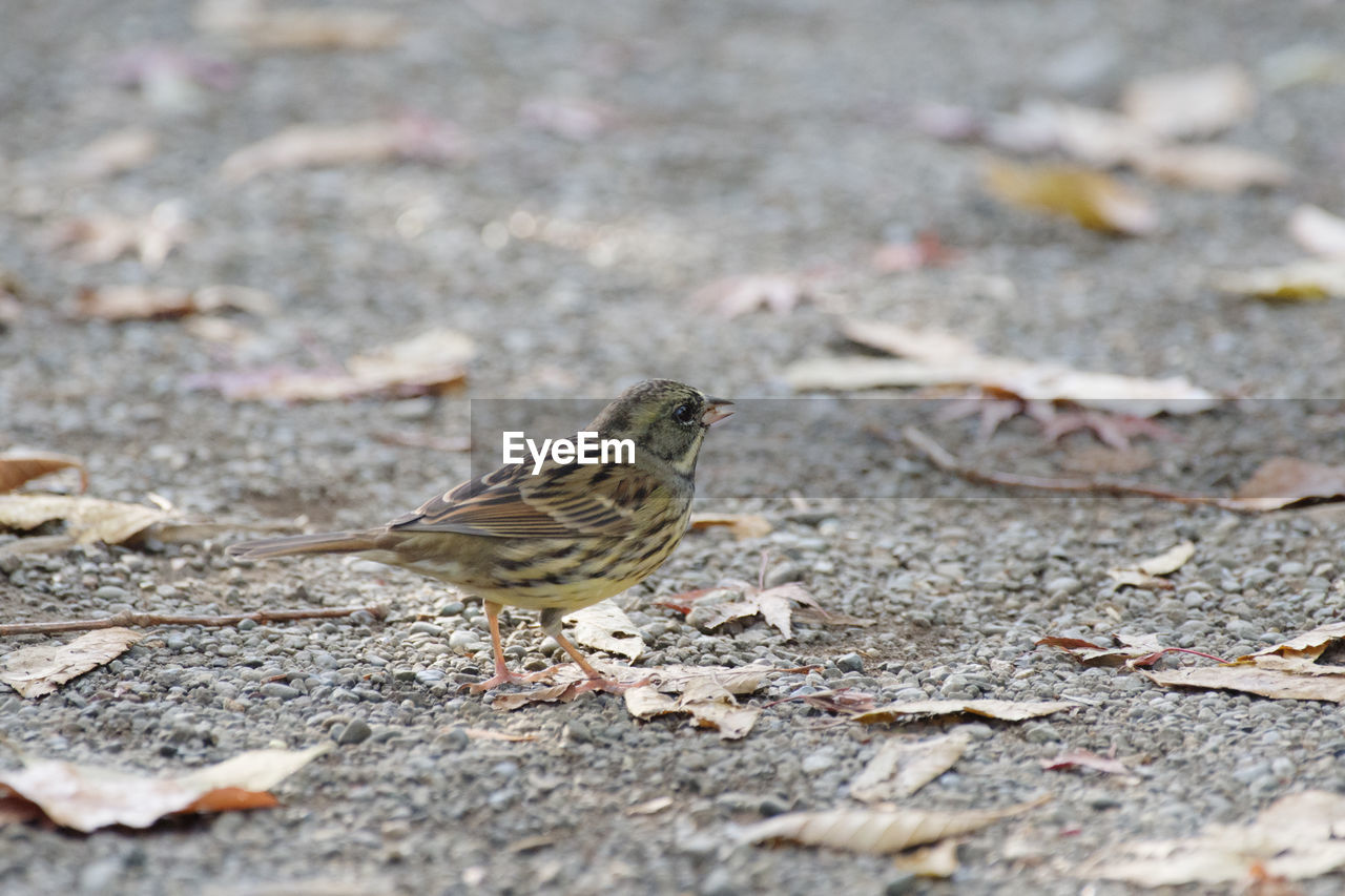 close-up of bird on field