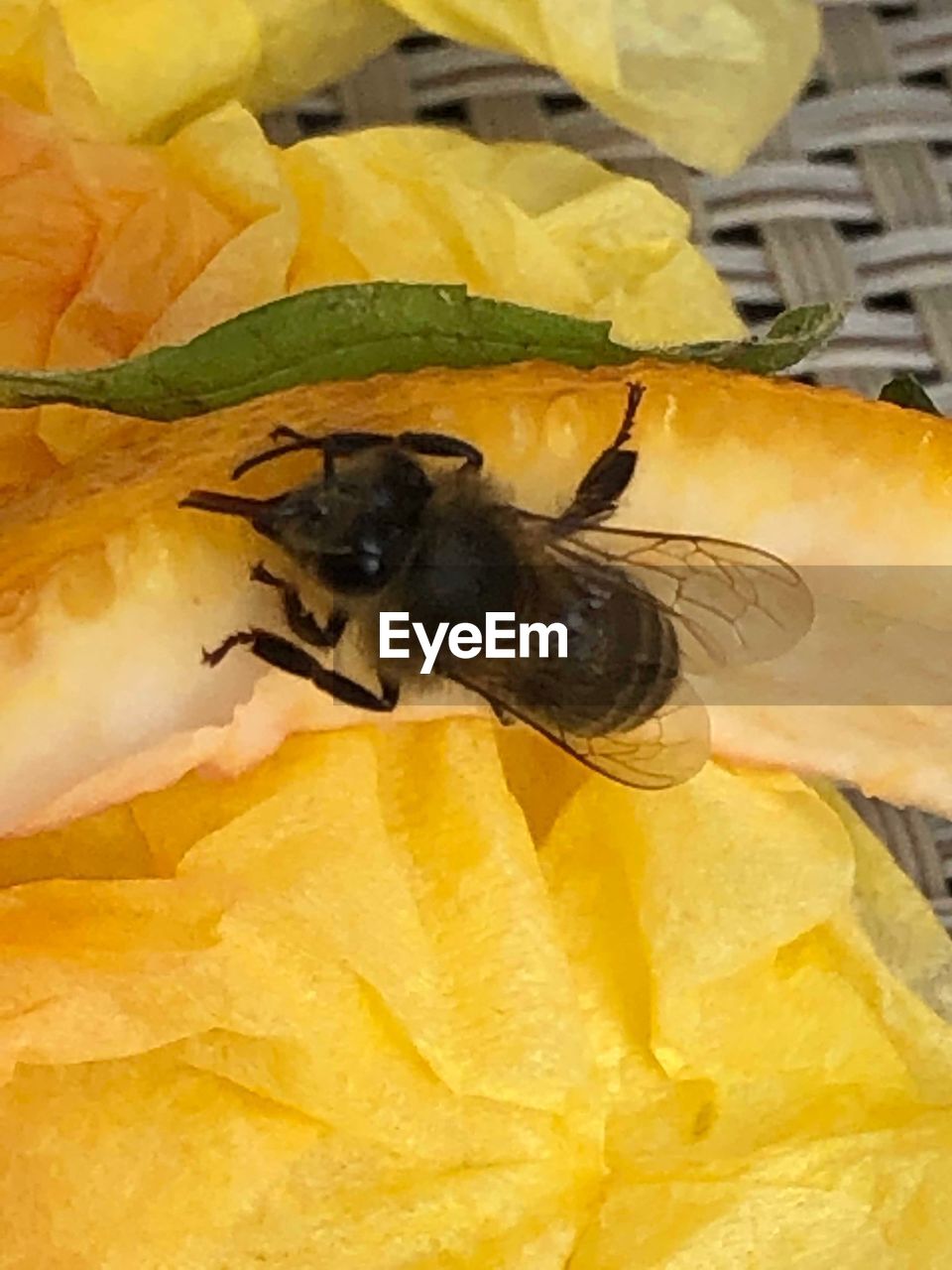 HIGH ANGLE VIEW OF BEE ON YELLOW FLOWER