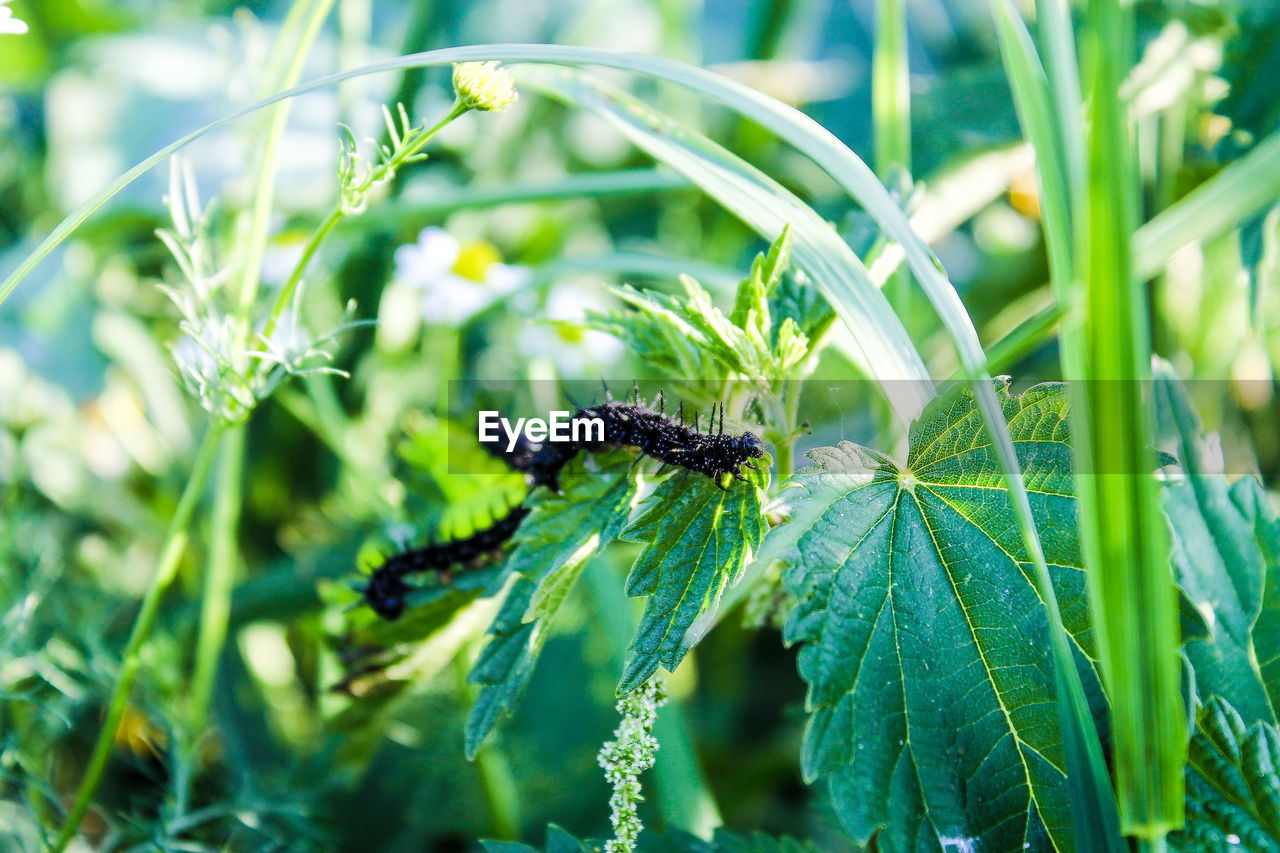 CLOSE-UP OF CATERPILLAR ON PLANT