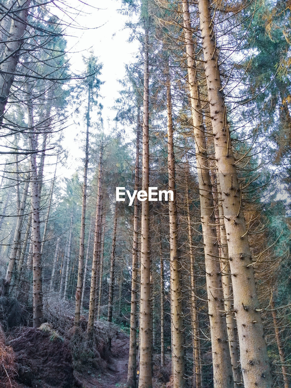 Low angle view of bamboo trees in forest