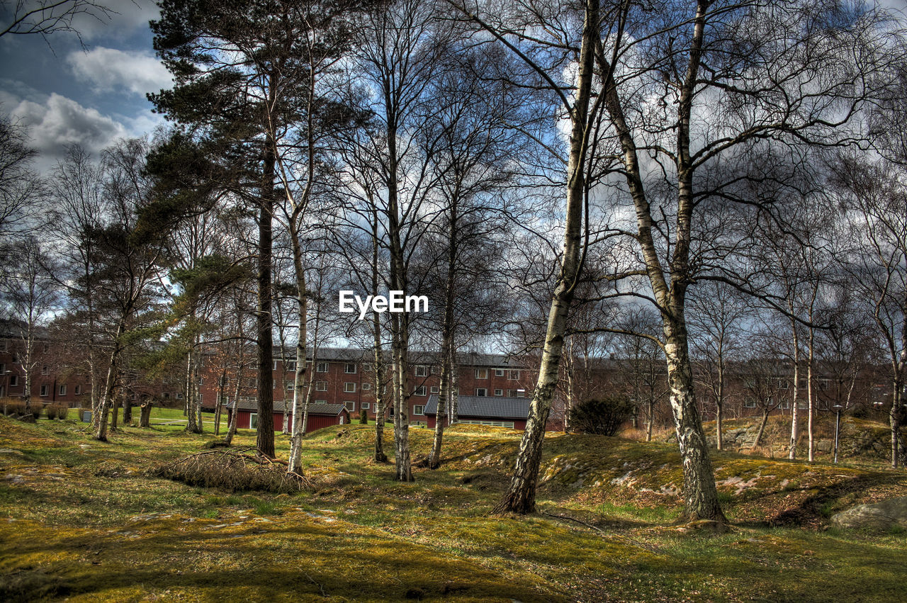 TREES ON FIELD