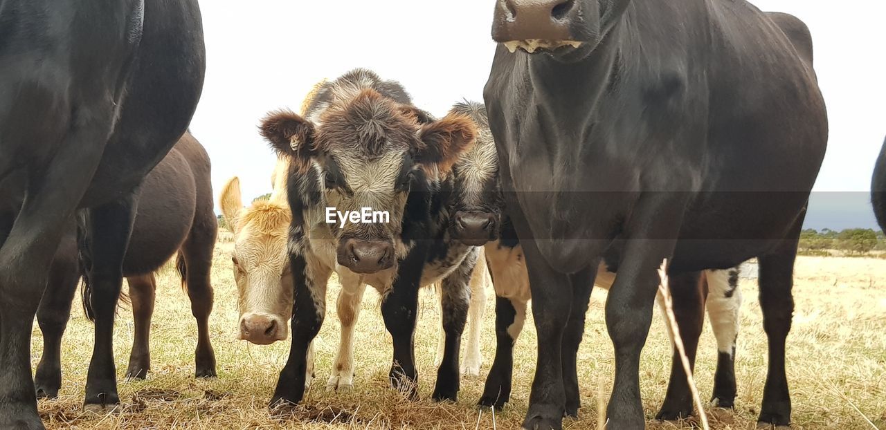 Cows standing close in field