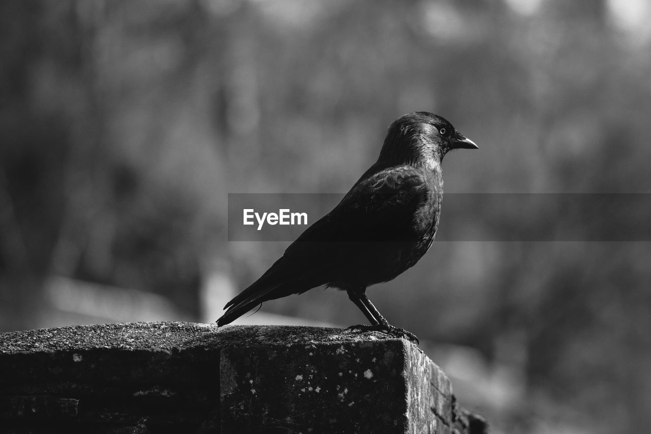 Close-up of bird perching