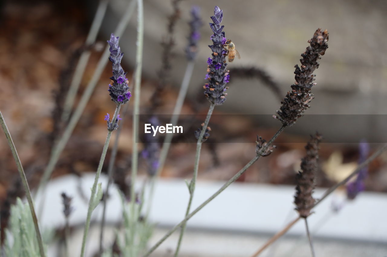 CLOSE-UP OF LAVENDER ON FIELD