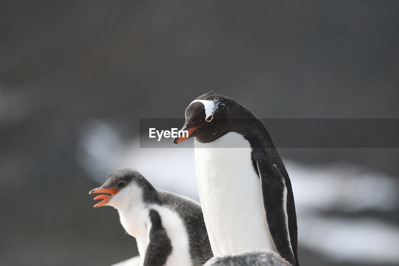 Close-up of penguins
