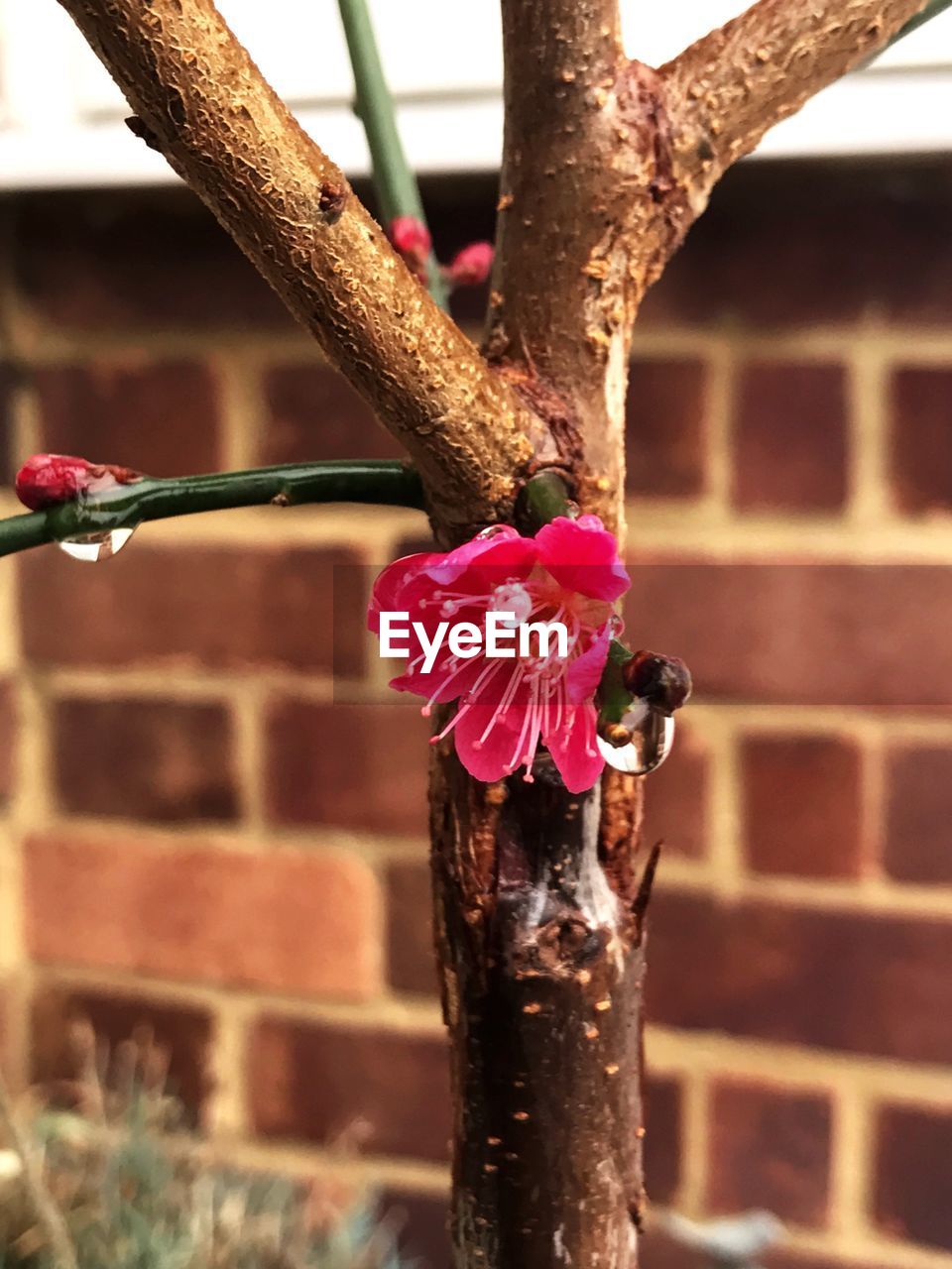 CLOSE-UP OF WILTED FLOWER