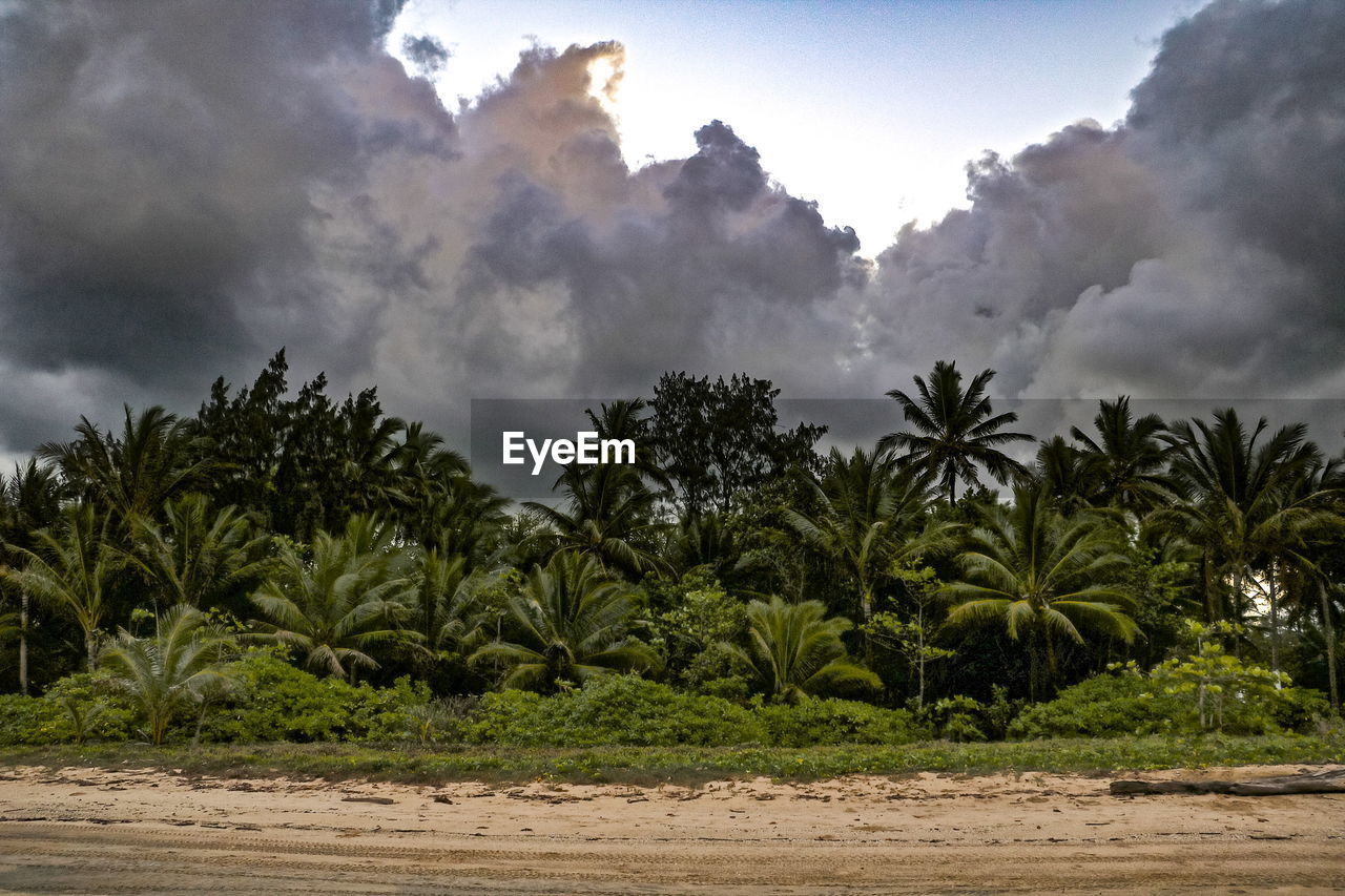 SCENIC VIEW OF TREES AGAINST SKY