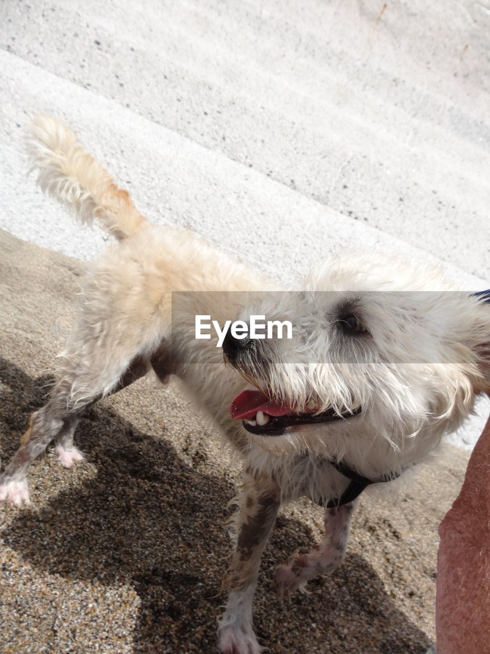 Portrait of dog