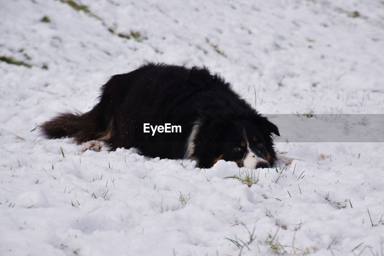 Portrait of border collie dog lay in snowy field