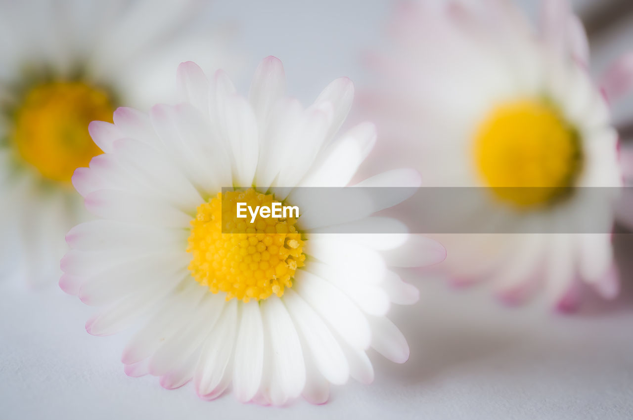 Close-up of yellow flower