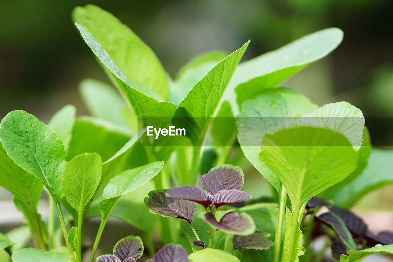 CLOSE-UP OF GREEN PLANT ON LEAF