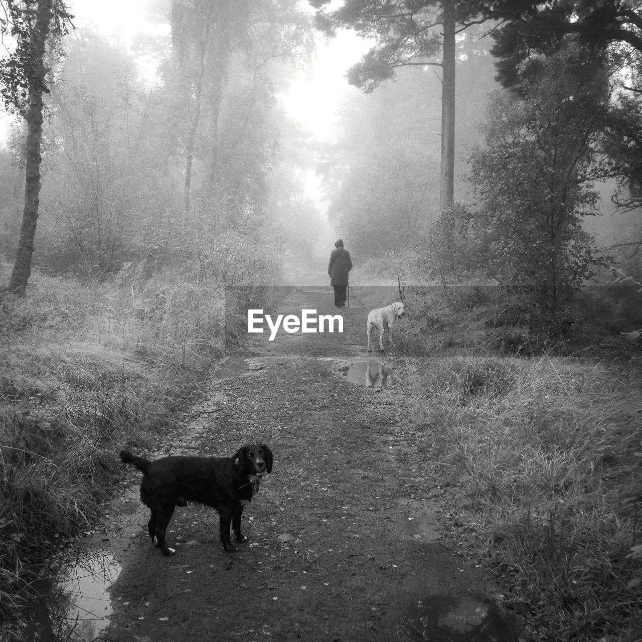 animal themes, animal, mammal, tree, domestic animals, pet, plant, dog, canine, fog, one animal, nature, monochrome, black and white, land, monochrome photography, forest, black, full length, walking, morning, day, darkness, mist, animal wildlife, outdoors, running, environment, landscape, livestock, standing