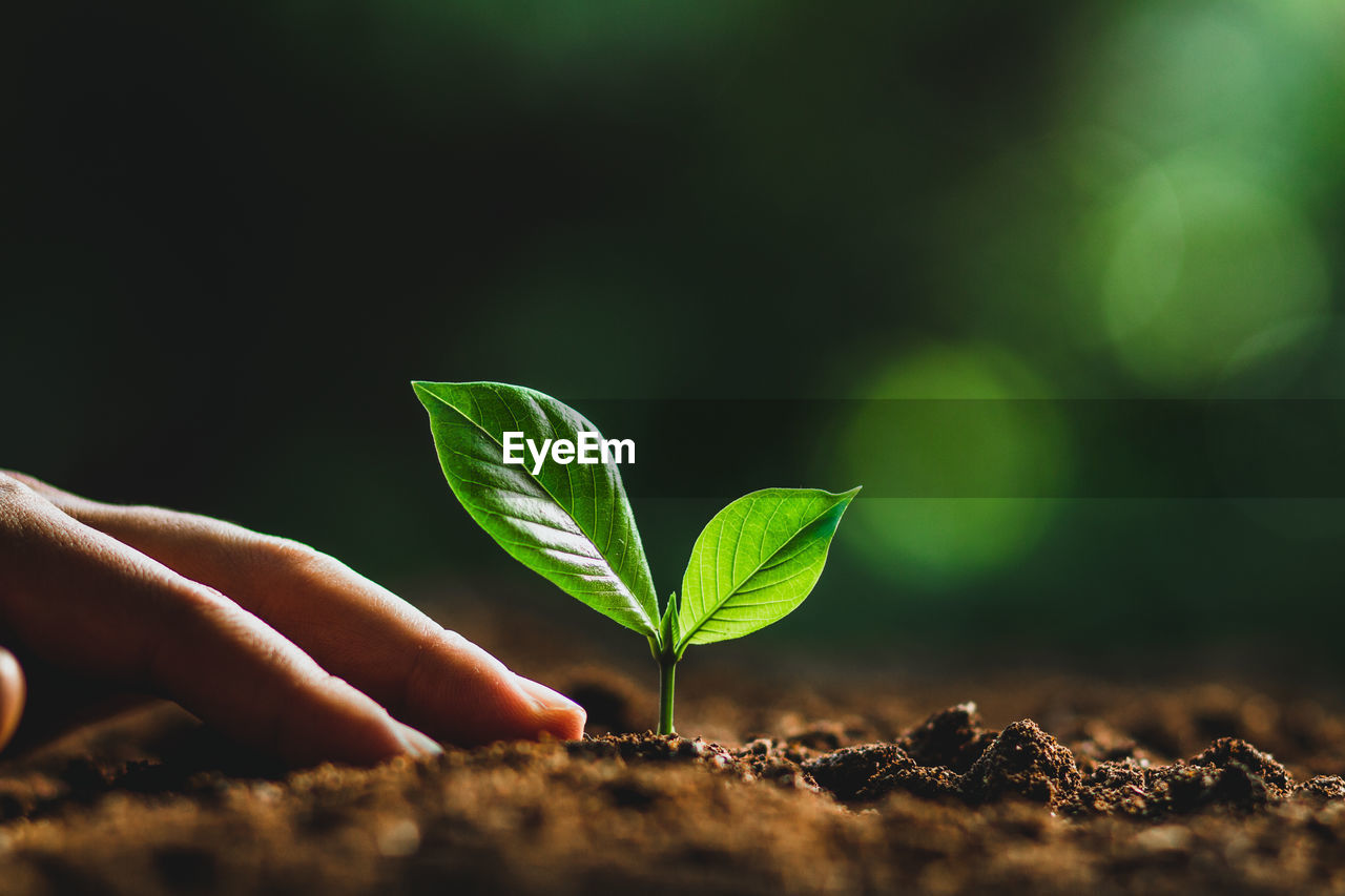 Cropped image of person planting seedling on dirt