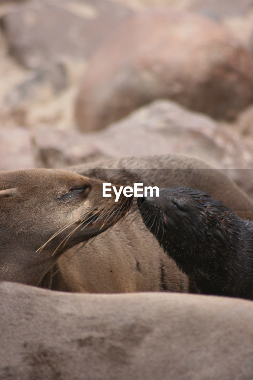 Closeup portrait of two cape fur seals kissing at cape cross seal colony in namibia.