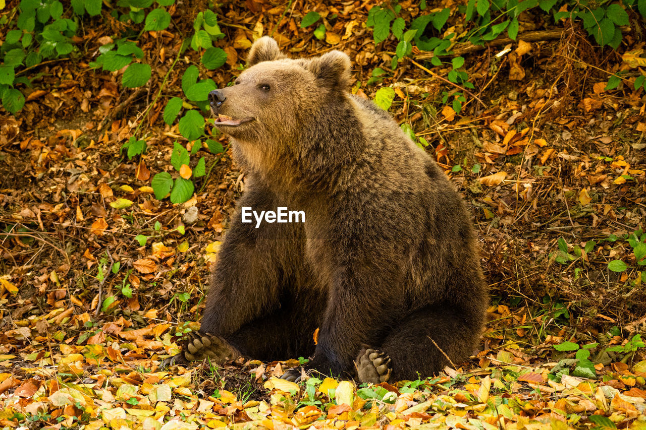 Close-up of a wild bear in the forest