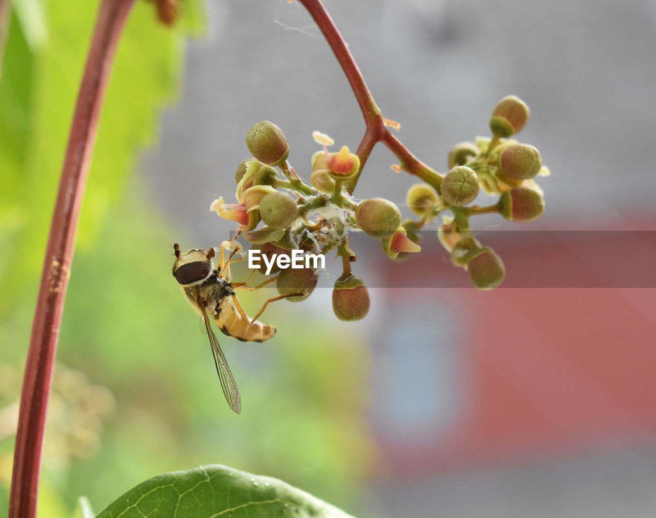 CLOSE-UP OF INSECT ON FLOWERS