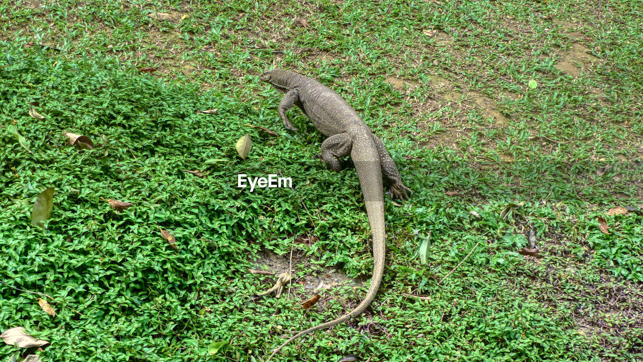 animal themes, green, animal, one animal, plant, animal wildlife, grass, wildlife, nature, no people, high angle view, reptile, day, land, lizard, field, outdoors, growth, lawn