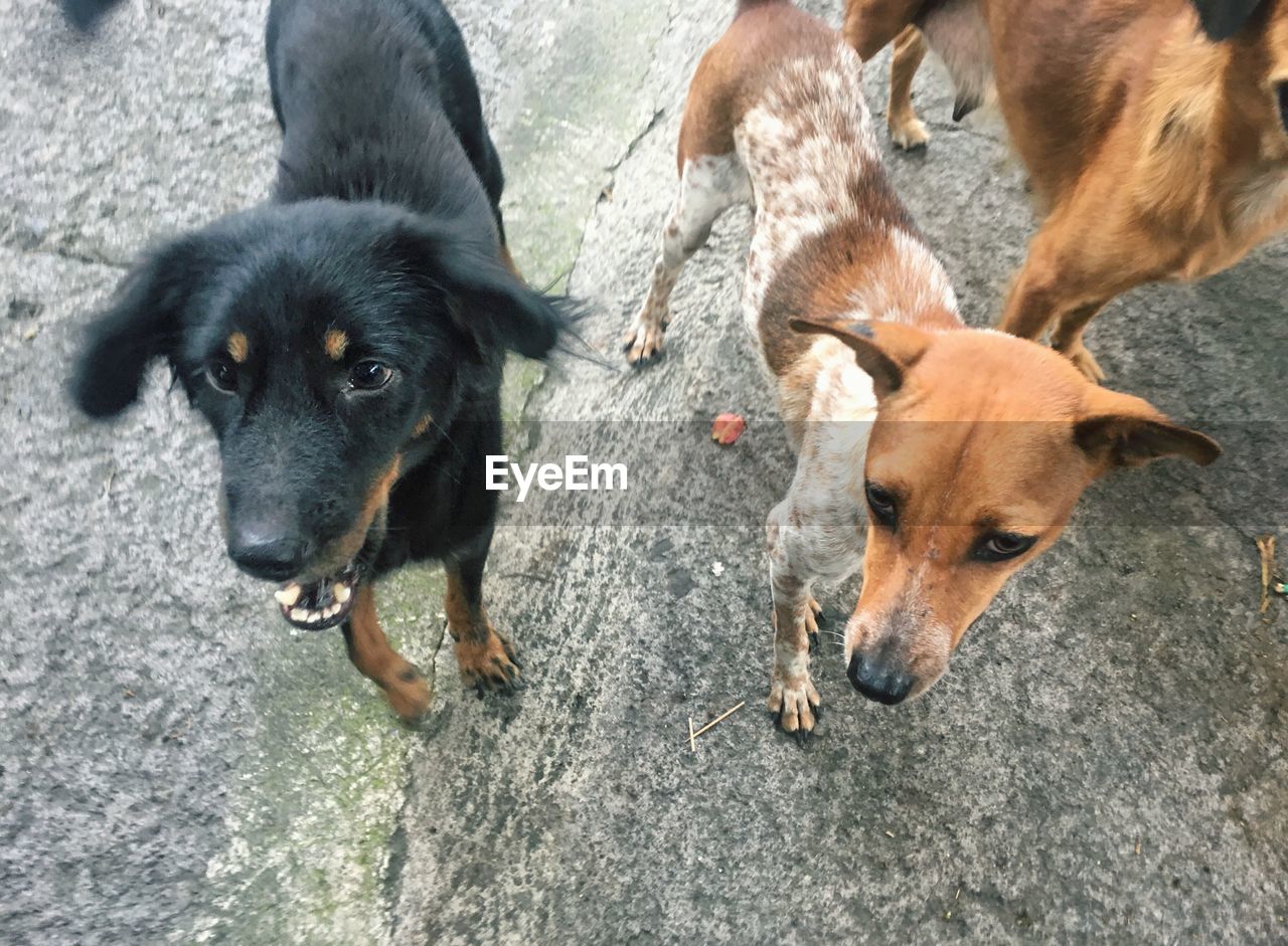 HIGH ANGLE VIEW OF DOG ON GROUND