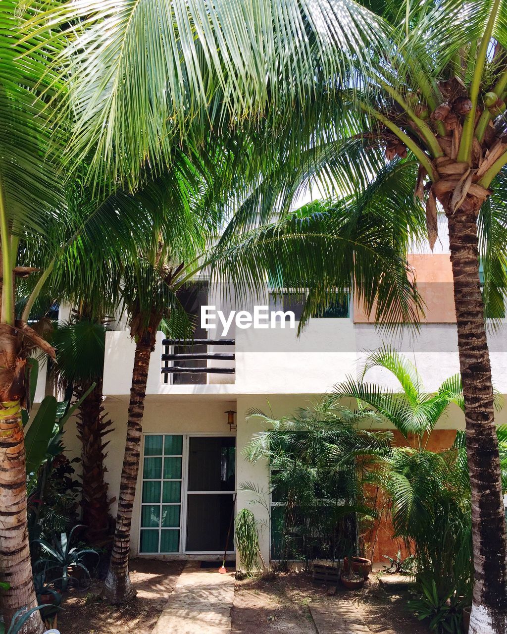 PALM TREES IN BACKYARD