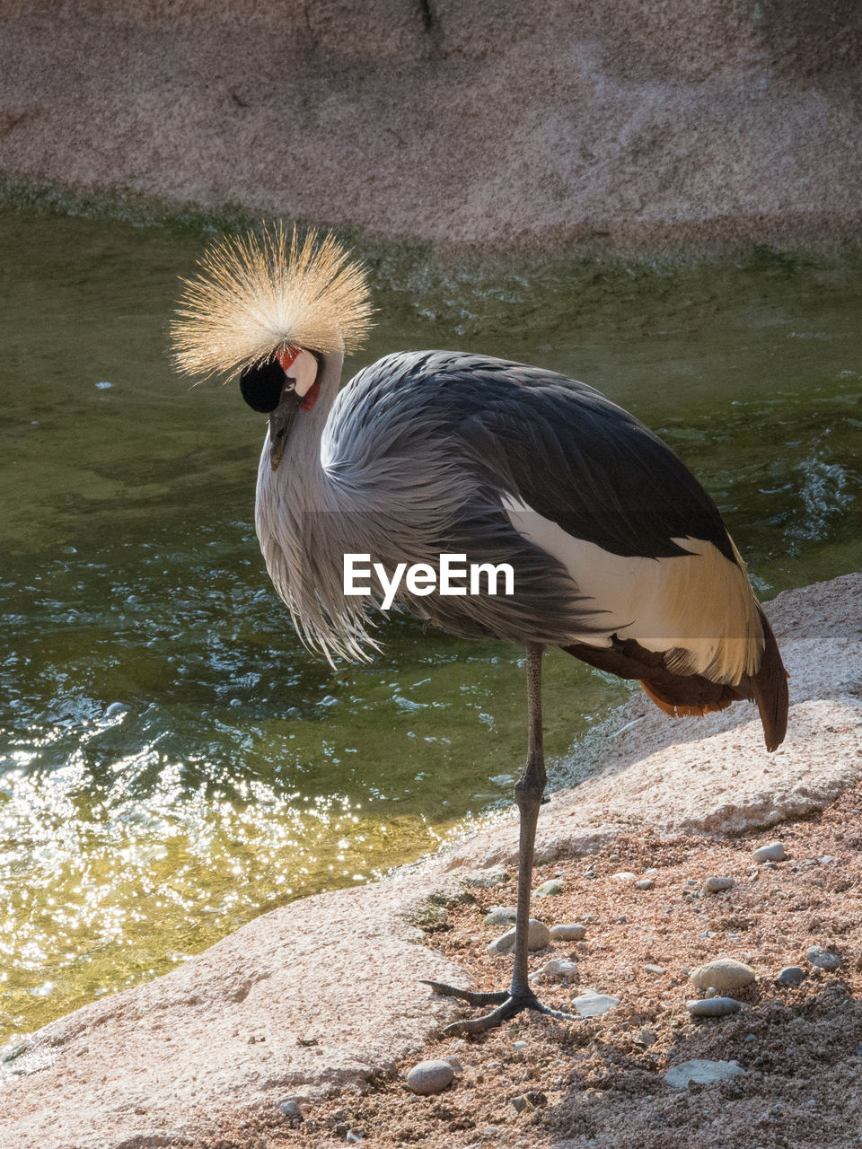 Profile image of a gray crowned crane, vertical image of an african bird