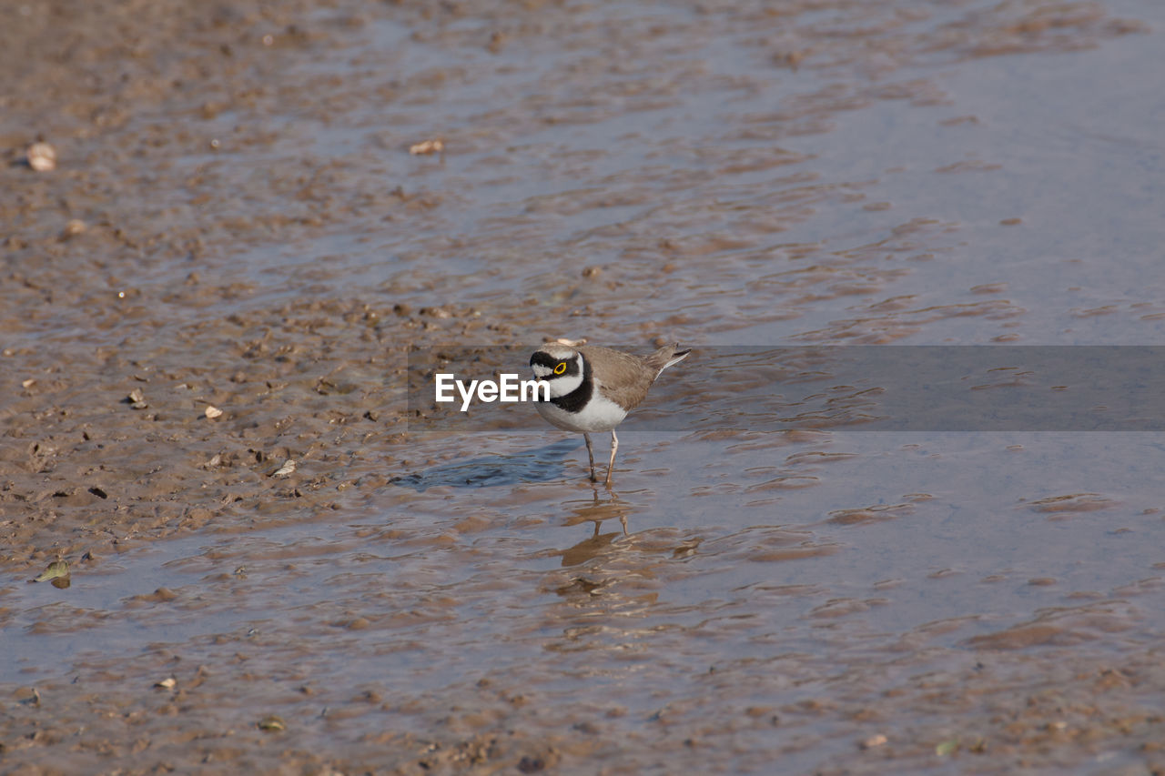 BIRD BY LAKE