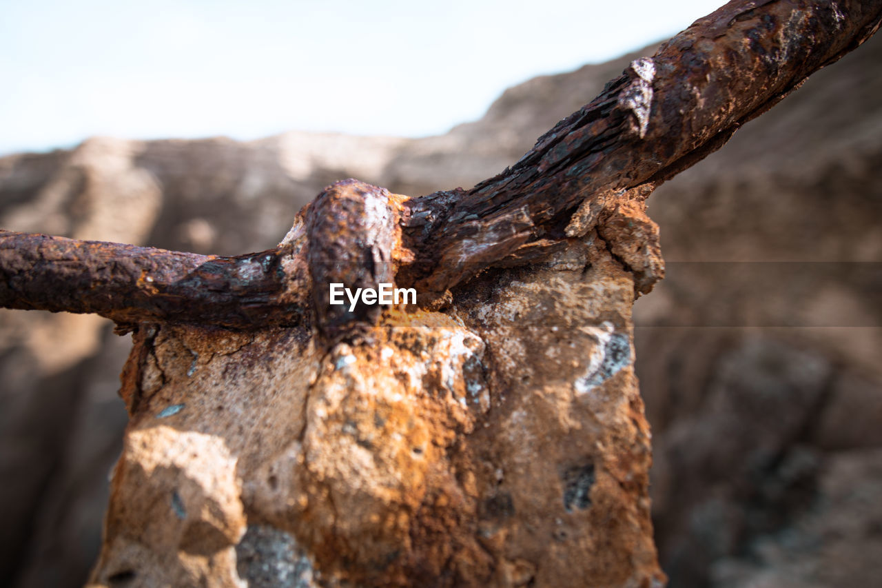 CLOSE-UP OF RUSTY TREE BARK