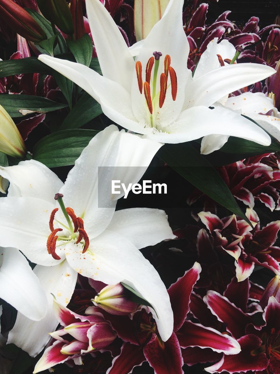 High angle view of various lilies outdoors