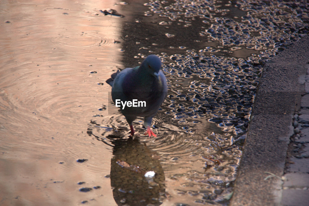 HIGH ANGLE VIEW OF DUCK